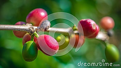 Growing Fresh Red Cherry Coffee Bean Stock Photo