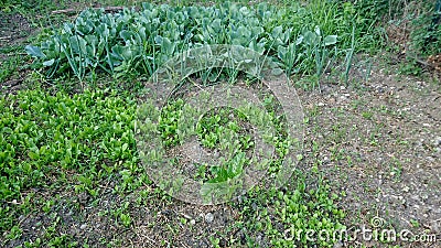 Growing Fresh Vegetables Garden Patch Stock Photo