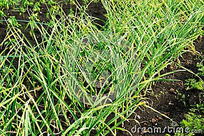 Growing garlic in the garden. Photo of the beds with garlic Stock Photo