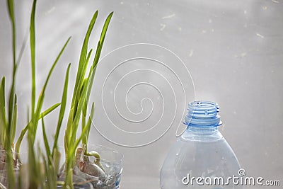 Growing garlic on the window Stock Photo