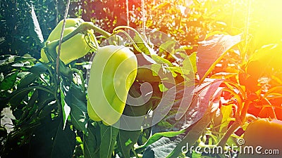 Growing green bell pepper in a farmer's field. Branches with fruits tied with a rope. sun flare Stock Photo