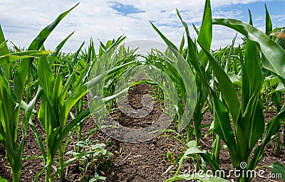 Growing green corn closeup, planted in neat rows, against a blue sky with clouds. Agriculture Stock Photo