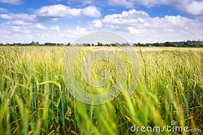 Growing green field of wheat on the meadow Stock Photo