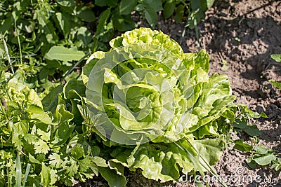 Growing green iceberg lettuce. Stock Photo