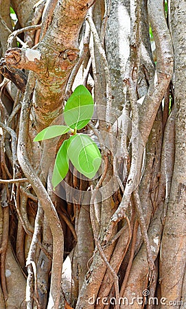 Growing Green Leaves, Branches and Aerial Roots of Sacred Fig - Ficus Religiosa - Pipal Tree Stock Photo