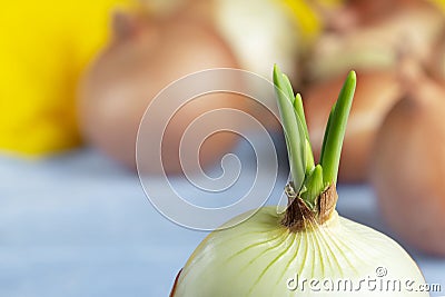 growing green onions at home. ecological product Stock Photo
