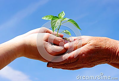 Growing green plant Stock Photo