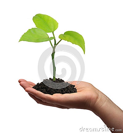 Growing green plant in a hand Stock Photo
