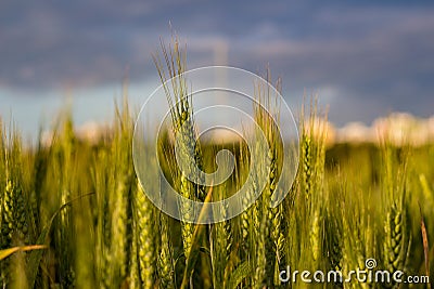 Growing green rye on an agricultural field Stock Photo