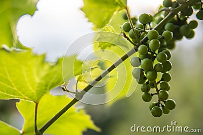 Growing green unripe bunch of grapes. Young green grapes hanging on the vine with green leaves in organic garden Stock Photo