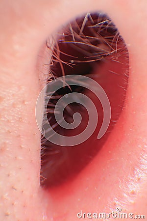 Growing hairs in a nose canal of caucasian adult male nose Stock Photo