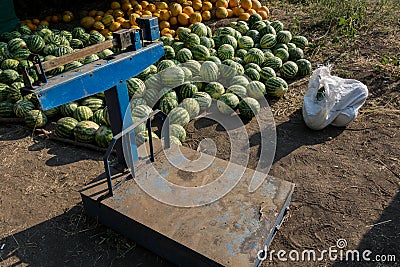 Growing, harvest and sell the harvest of watermelon and melons. Stock Photo