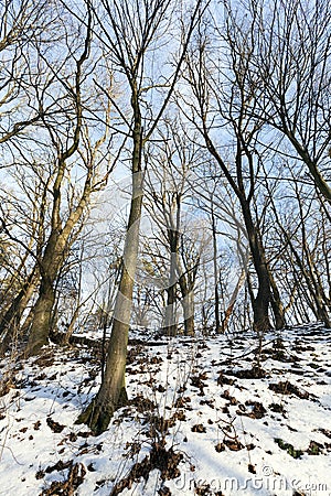 Deciduous trees in winter Stock Photo