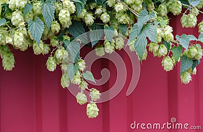 Growing hops Stock Photo