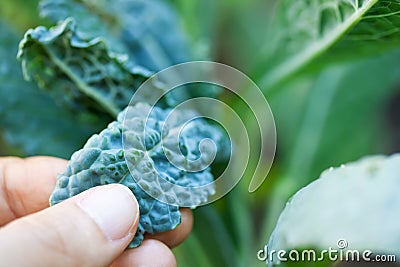 Growing Kale Stock Photo