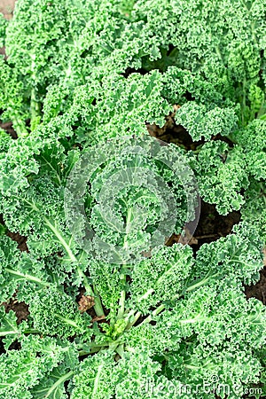 Growing kale closeup Stock Photo