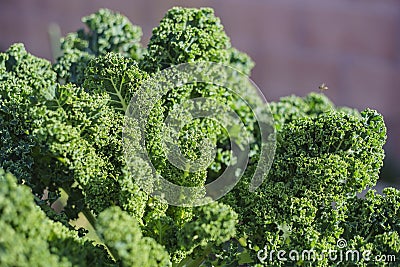 Growing kale in farm garden Stock Photo