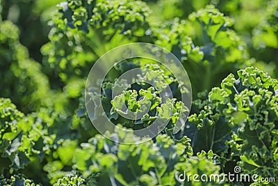 Growing kale in farm garden Stock Photo