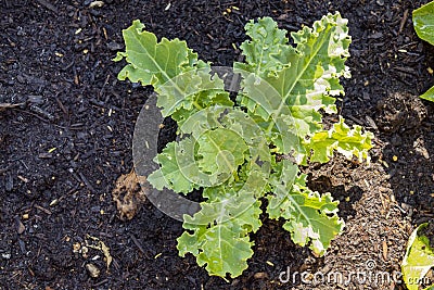 Growing kale in farm garden Stock Photo