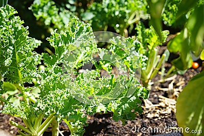 Growing kale in farm garden Stock Photo