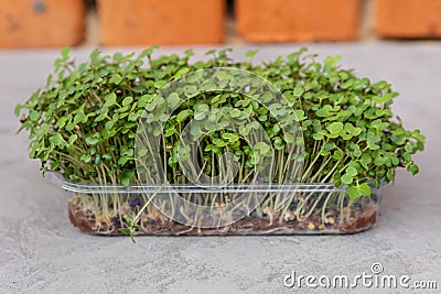 Growing kale sprouts for healthy salad. Eating right. Veganism. Stock Photo