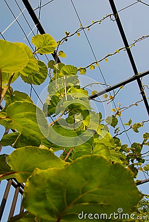 Growing kiwi Stock Photo