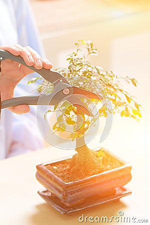 Growing little bonsai tree Stock Photo