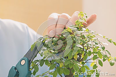 Growing little bonsai tree Stock Photo