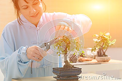 Growing little bonsai tree Stock Photo