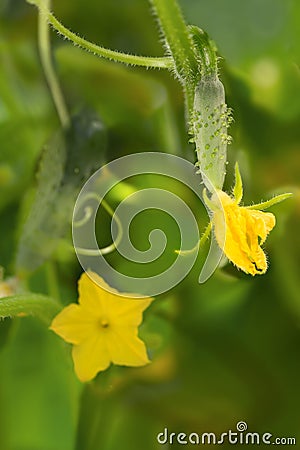 Growing little cucumber and its flower Stock Photo