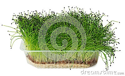 Growing micro green of onion in a tray isolated on white Stock Photo