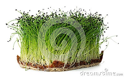 Growing micro green of onion in a tray isolated on white Stock Photo