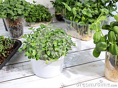 Growing microgreens at home. Small containers with small broccoli sprouts Stock Photo