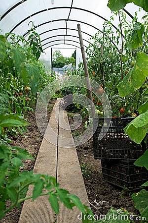 Growing natural native tomatoes and cucumbers Stock Photo