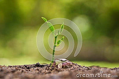 Growing and nurturing young plant seedling Stock Photo