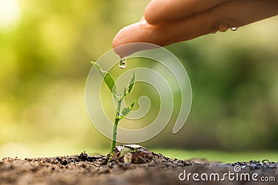 Growing and nurturing young plant seedling Stock Photo