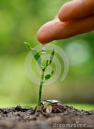 Growing and nurturing young plant seedling Stock Photo