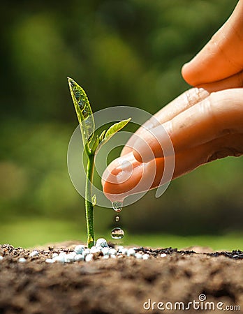 Growing and nurturing young plant seedling Stock Photo