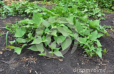 Growing organic sweet potato. The sweet potato or kumara (Ipomoea batatas) Stock Photo