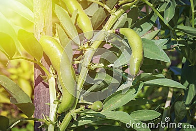 Growing peas Stock Photo