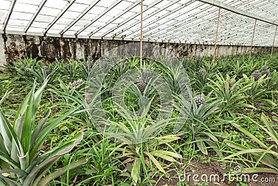 Growing pineapples on a plantation in a greenhouse on the island Sao miguel, Azores Stock Photo