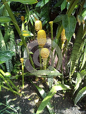 Growing pineapples on stalks Stock Photo