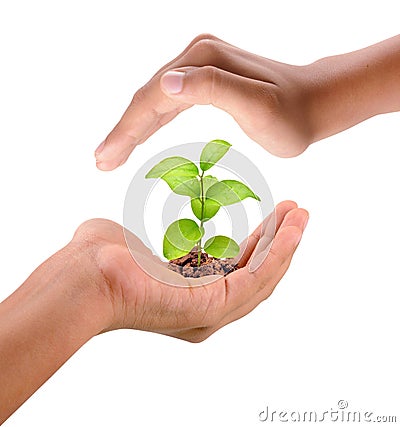 Growing plant Stock Photo