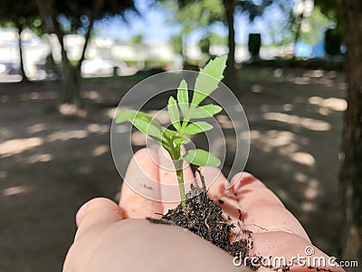 Growing a plant, handing and nurturing tree growing on fertile soil. Stock Photo