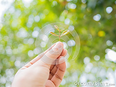 Growing a plant. Hands holding and nurturing tree Stock Photo