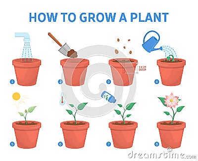 Growing a plant in the pot guide. Vector Illustration