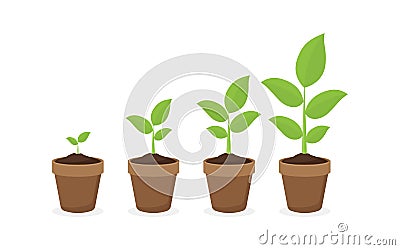 Growing plant in process. on white background. Vector Illustration