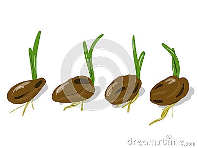 Growing plant and seeds Stock Photo