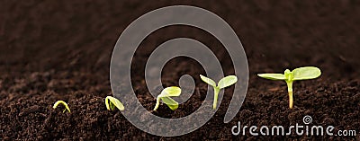 Growing Plant Sequence in Dirt Stock Photo