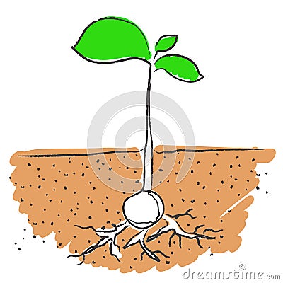 Growing plant vector Vector Illustration